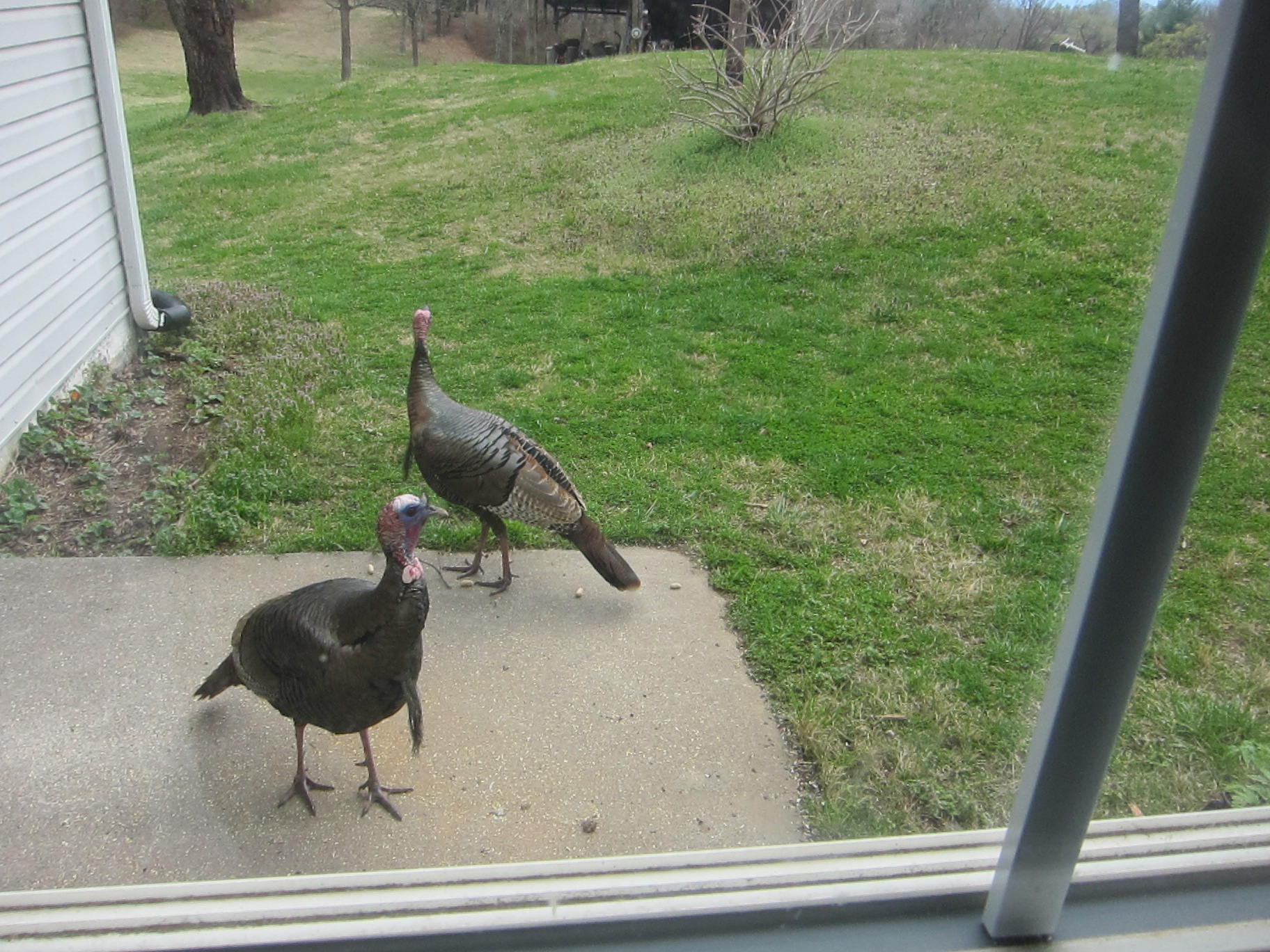 IMG_0879 (1).JPG IMG_0879 (1).JPG